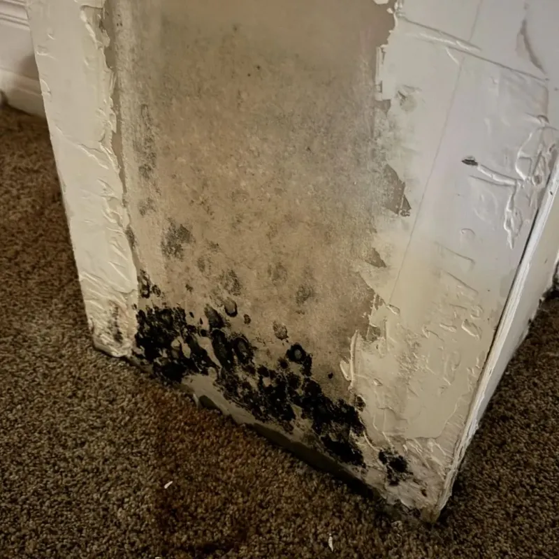 Professional Mold Removal in Marseilles, IL